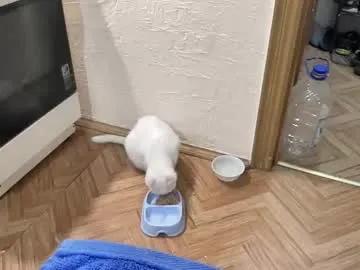 rosea_champagne from Chaturbate is Freechat