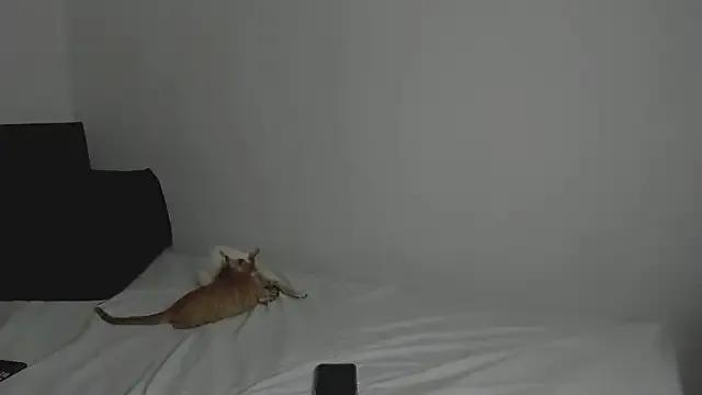 Freechat tifanymonroe on StripChat